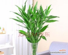 传承财富 富贵竹花语与祝福之旅