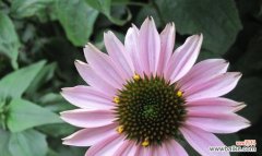 繁花似锦 花与老师