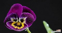 以薄雪草代表的花语 薄雪草，花开寒冬