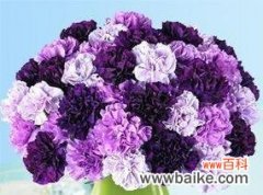 探索康乃馨在风水中的意义与摆放指南 以康乃馨的风水寓意与摆放位置