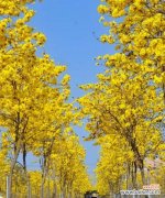 绽放在阳光下的黄色铃铛 黄风铃花