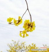 从独特的外观到深刻的寓意 黄风铃——诗意的象征