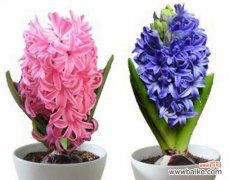 揭开粉色风信子花语的神秘面纱 粉色风信子花语的深意