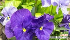 期待爱情的花语和象征意义 以康乃馨花语为主题的文章