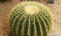 探索仙人掌在文化中的象征意义及寓意 仙人掌的象征意义