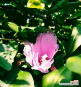 探究木槿花的美丽与深刻寓意 木槿花的寓意与象征意义