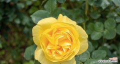 从花语解读到文化传承 月季花语的意义与传承