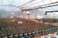 探析苗龄的定义 苗龄的含义及影响