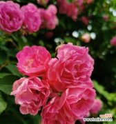 探寻忧郁玫瑰的深意与象征 悲伤之花