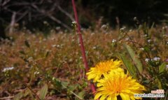 探索蒲公英的含义与象征 蒲公英花语及其寓意