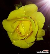 绽放幸福的黄色花海 黄玫瑰的象征意义