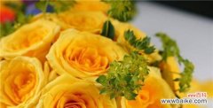 向阳的爱意 黄玫瑰的花语与象征意义