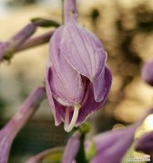 植物世界中的心意传递 寄情植物