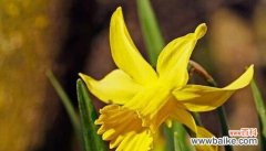 用花朵的语言鼓励和激励 以勤奋为主题的花语——努力加油的花朵