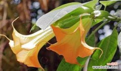 探寻白色曼陀罗花的象征与意义 白色曼陀罗