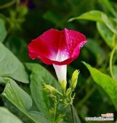 探索牵牛花的深层意义 牵牛花