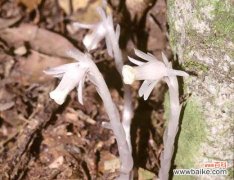 透明的水晶兰 水晶兰花语