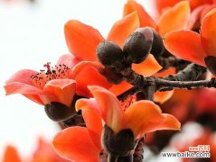 探索木棉花的寓意 木棉花花语与寓意