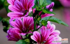 牡丹花 和谐之花