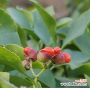 探寻冬青树的花语 以冬青树的花语——生命的坚韧与希望