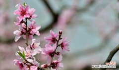 桃花是爱情和幸福的象征 桃花的花语及代表意义