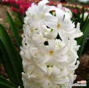 花开春风里 黄色风信子的花语