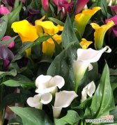 守护希望的勇敢之花 黄色马蹄莲——花海中的温暖阳光