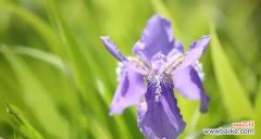 黄色鸢尾花的寓意与象征 探寻黄色鸢尾花的花语之谜