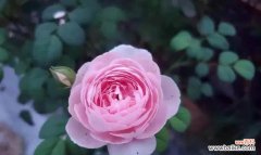 了解月季春化的关键步骤和技巧 探讨月季春化的意义与方法