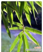 从生长到繁盛 翠竹