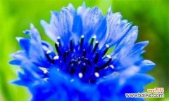 探索蓝色矢车菊的美丽与意义 蓝色矢车菊的花语和寓意
