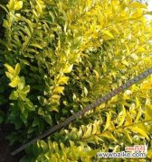 换床苗什么意思？如何正确进行植物换床操作？