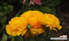 花毛茛的花语是什么？如何用花语表达情感？