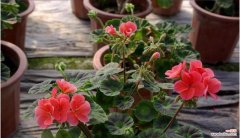 追寻真爱 天竺葵花语