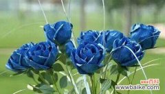 揭秘九朵蓝色妖姬的隐藏花语之谜 九朵蓝色妖姬的花语
