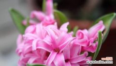 揭秘古代典故背后的智慧 解读“以风信子夹箭”的寓意