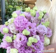 揭开紫色桔梗花的神秘面纱 紫色桔梗花的花语与寓意