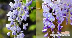 美丽如紫藤 紫藤花的寓意与意义