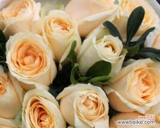 解读香槟玫瑰的花语与象征意义 香槟玫瑰花语代表什么