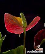 探索火鹤花的美丽与象征意义 火鹤花花语