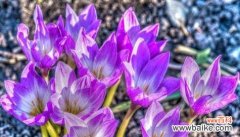 探寻花语中青春活力的秘密 青春活力花语