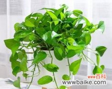 美丽生机的室内风水植物——大叶绿萝 大叶绿萝的风水寓意与摆放位置