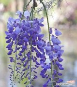 探寻紫藤花的神秘之美 紫藤花的花语与寓意