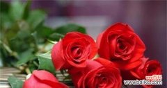 揭示玫瑰数量的深层含义与象征 花开之语