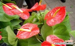 神秘 红掌花语——寓意与象征