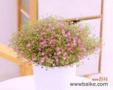 探寻满天星的美丽与神秘 满天星花语及其象征意义