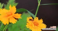 探究荷兰菊花的行为特征及其说谎技巧 揭开花朵的秘密