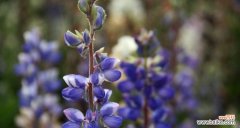 用花朵传递父爱的真谛 父爱如何用花来表达