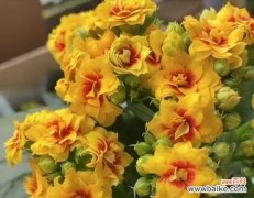 传递寿命与幸福的长寿花语 长寿花的花语揭示人生意义