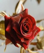 传递神秘与独特的美丽 黑玫瑰的花语与意义